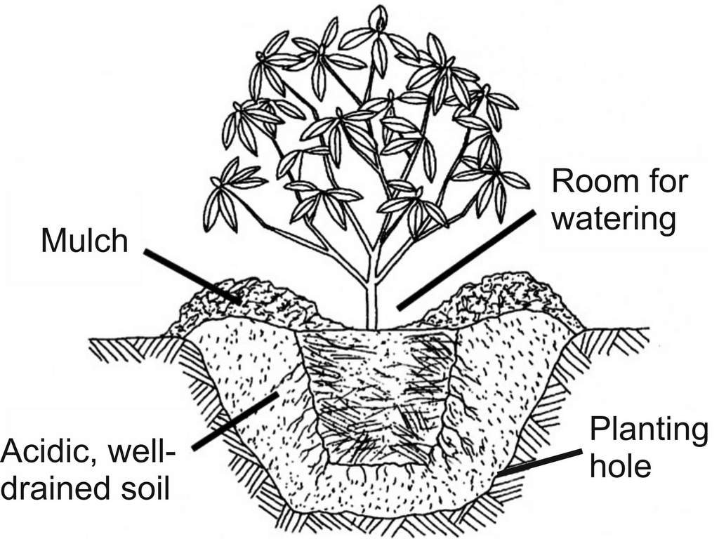 Planting Rhododendrons in Clay Soil: What you need