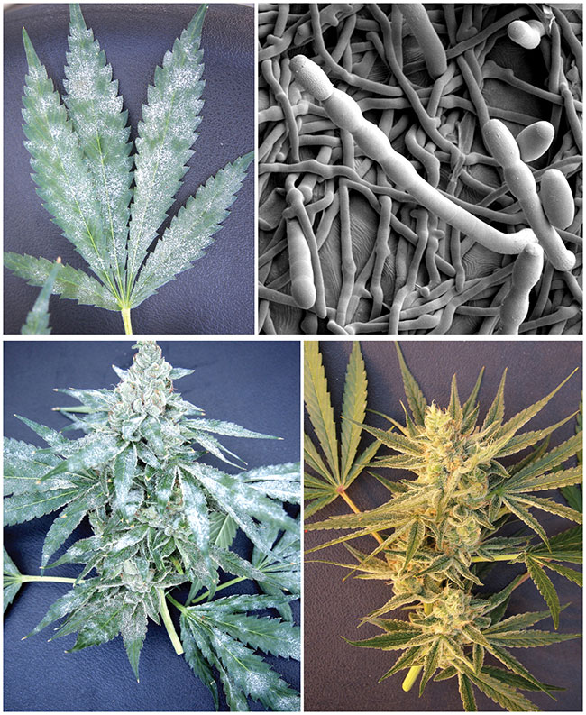 What kills powdery mildew in flowering buds fast? Discover effective treatments you can use today.