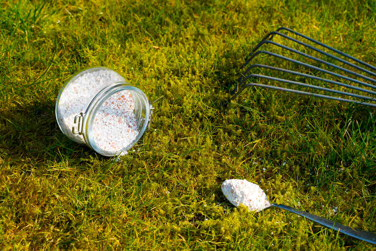 Unsure can you lime and fertilize at the same time effectively? Get straightforward advice for lawn health.