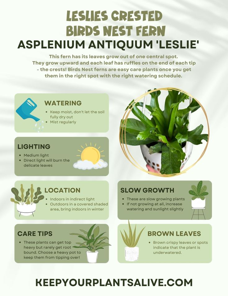 Easy Guide on How to Care for Birds Nest Fern