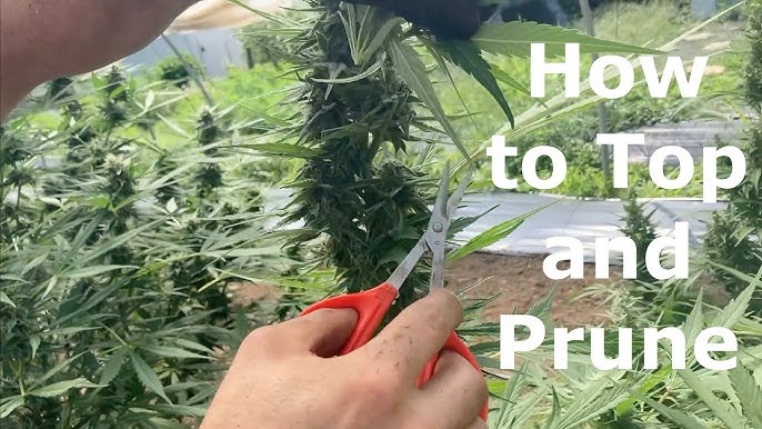 How-to: Pruning Marijuana Plants Outside and Get More Buds