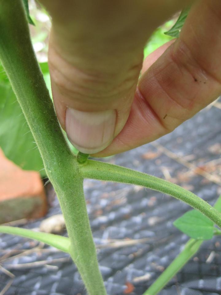 Whats the difference between pinching and pruning plants? A super simple guide for all gardeners.