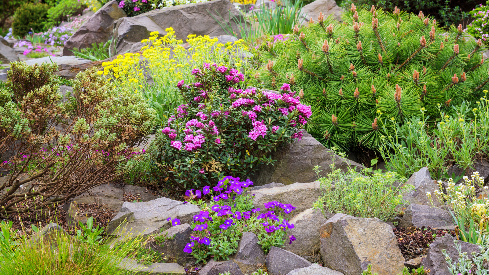 Plants That Grow in Gravel? Yes, Find Out Which Ones!