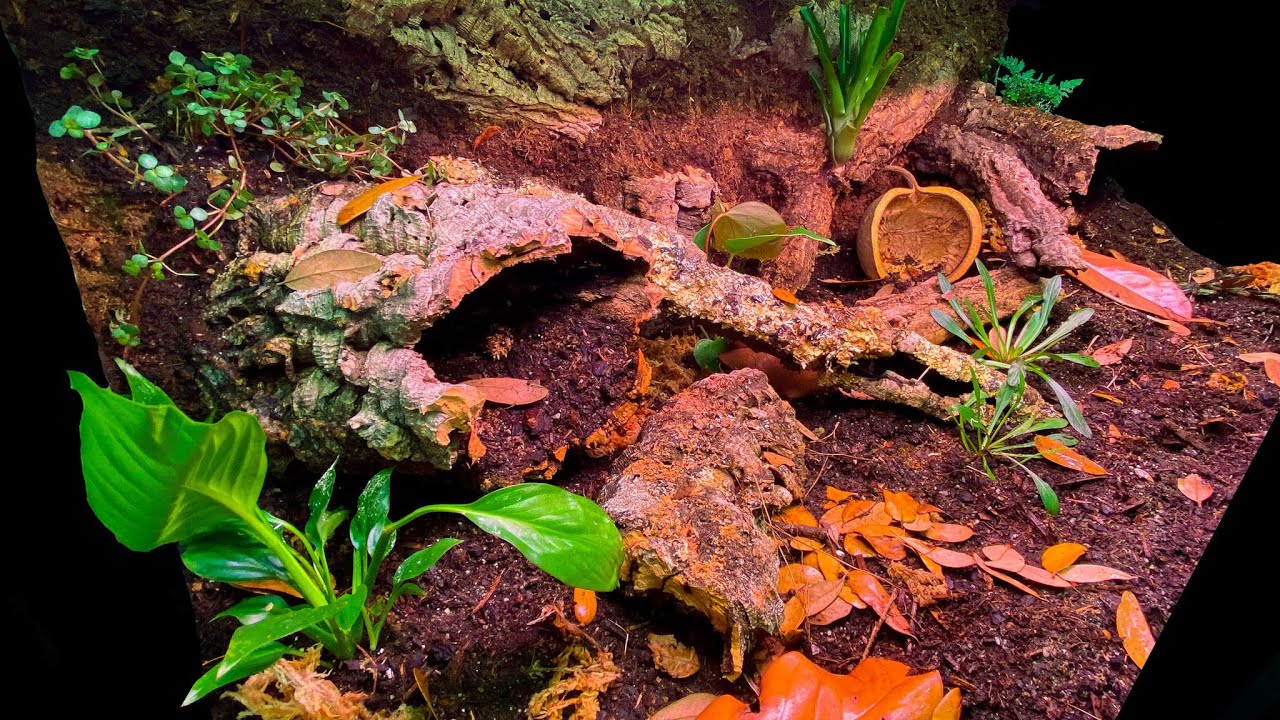 Salamander Soil Guide: Creating the Perfect Habitat