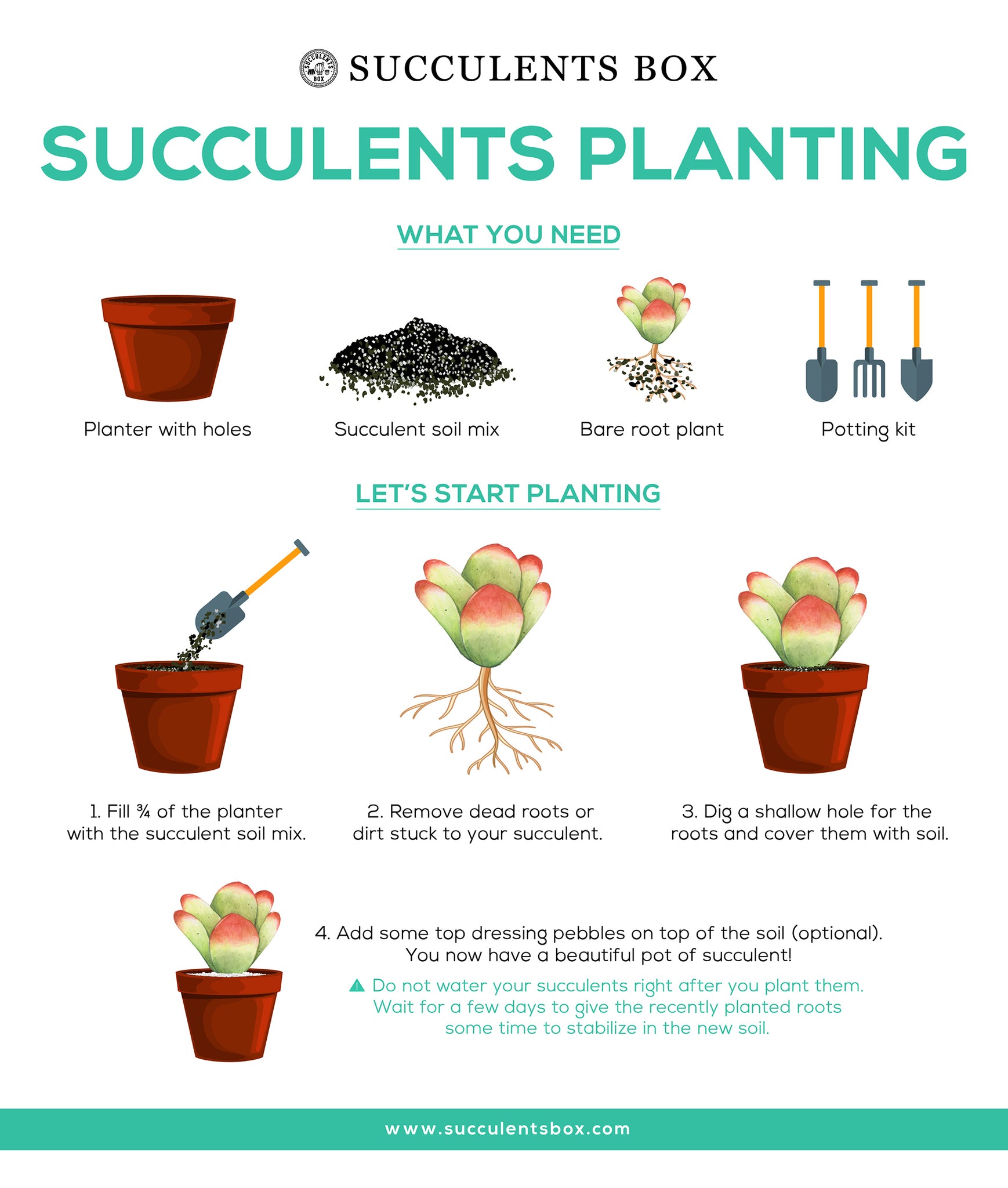 Easy Guide to Cactus and Succulent Soil Mix for Beginners