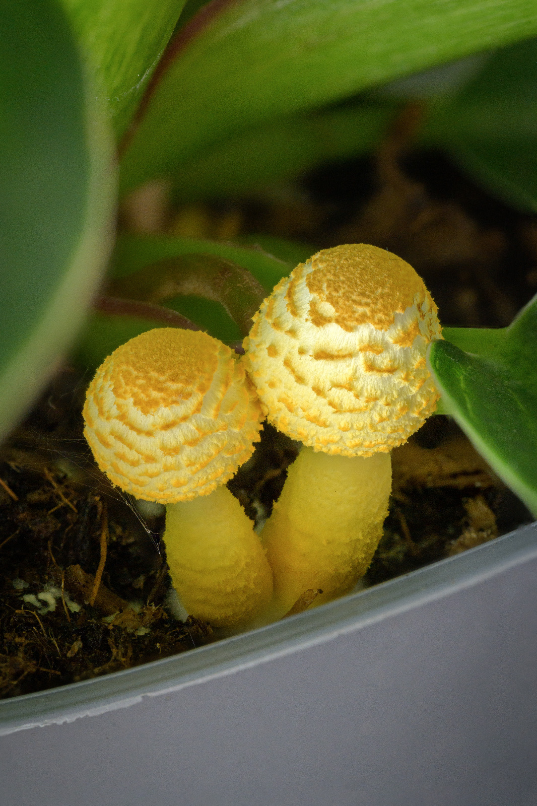 How to Choose a Flowerpot Parasol Psychedelic Style?