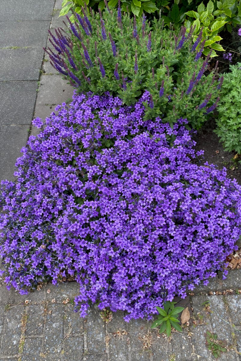 What are the best plants for shallow soil over concrete? Discover hardy choices that thrive easily.