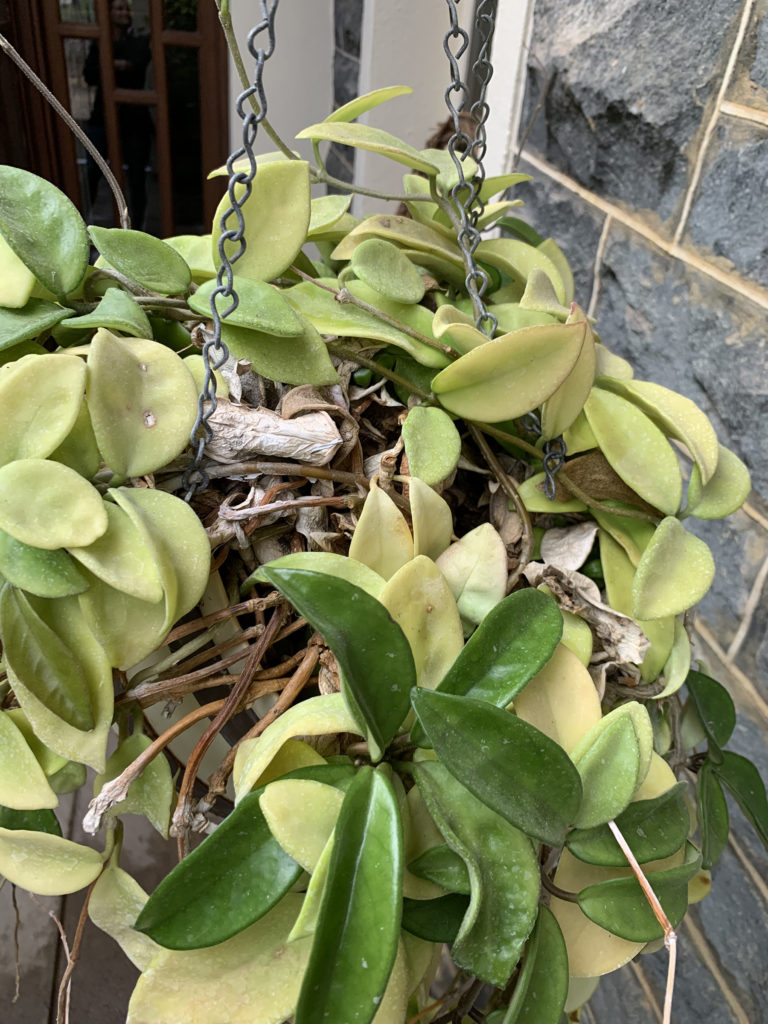 Repotting Hoya Plant: When and How Often to Do It?