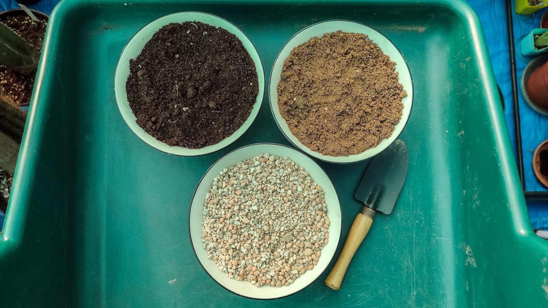 Easy Guide to Cactus and Succulent Soil Mix for Beginners
