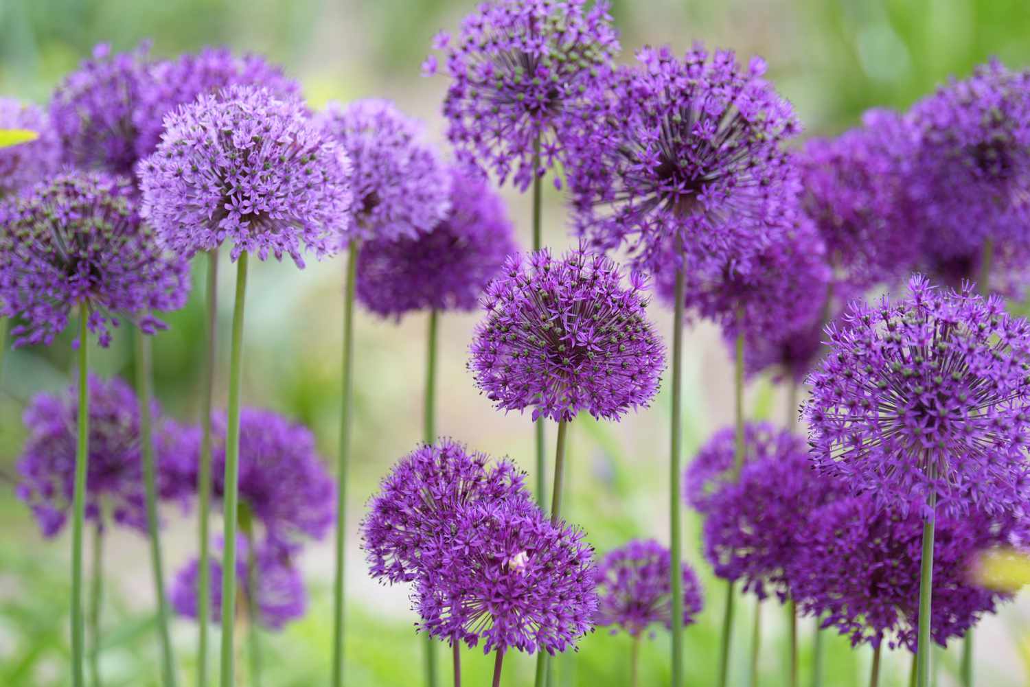 What beautiful flowers may bloom this month? Explore this simple guide to popular May flowers easily.