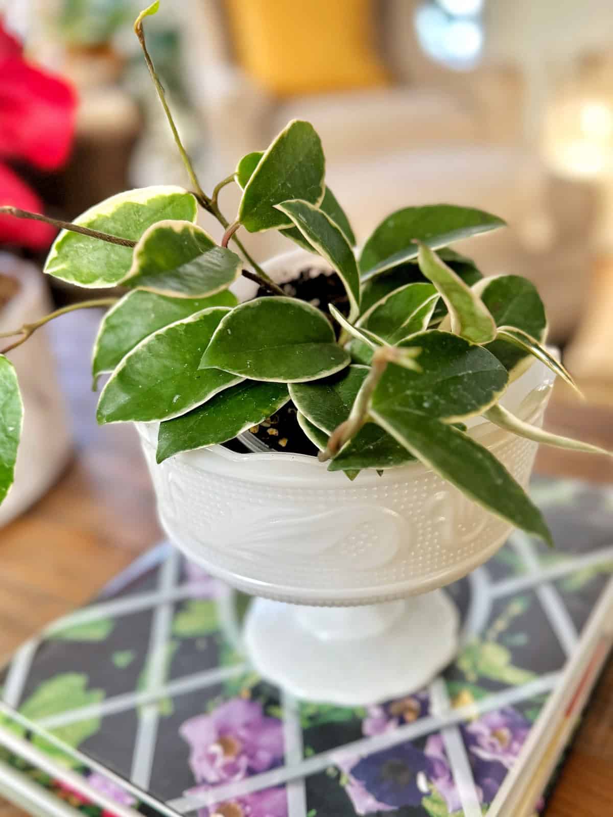 Is hoya green light easy for beginners? Yes! Get essential growing tips right here.