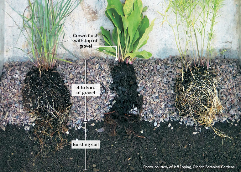 Plants That Grow in Gravel? Yes, Find Out Which Ones!