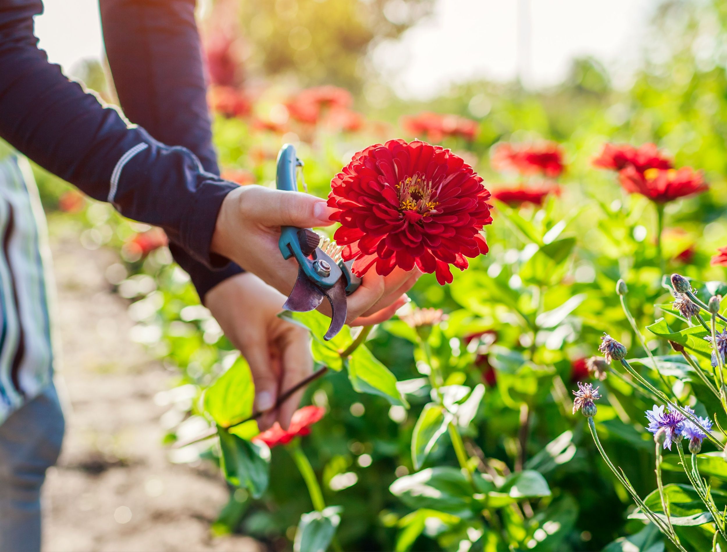 Want more blooms using flower and bloom fertilizer? Try these easy tips shared by garden experts.