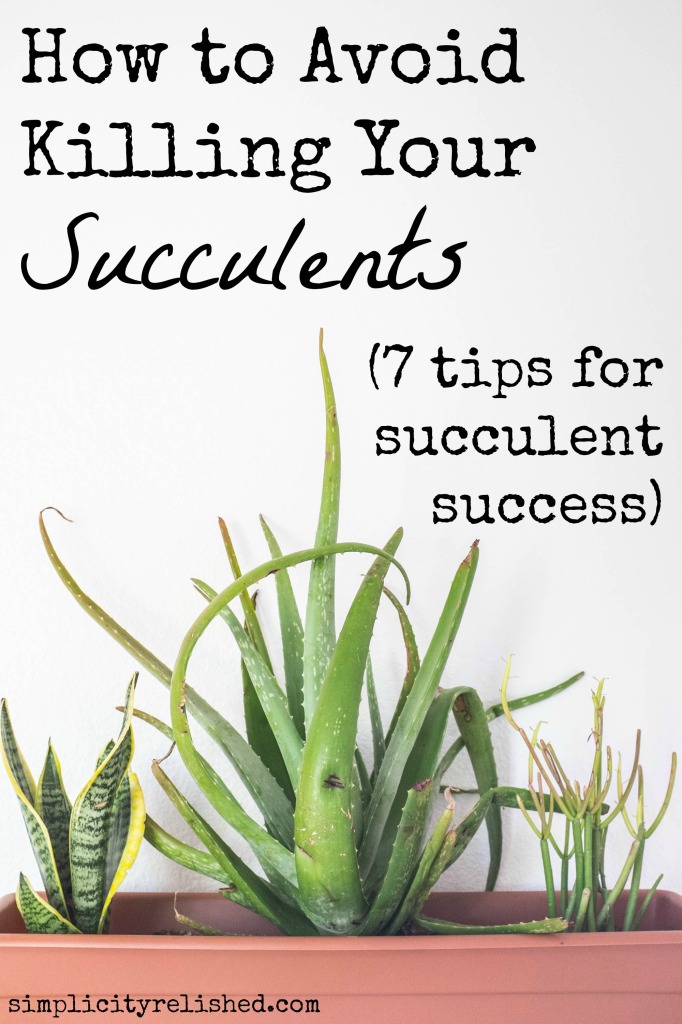 When to water succulents after repotting explained (Simple steps to avoid killing your plants).