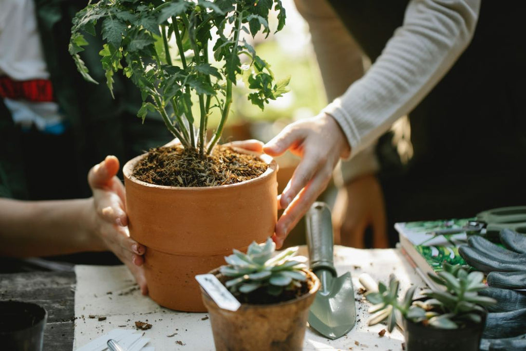 Is homemade flower fertilizer spray really effective? Discover simple recipes versus store bought options today.