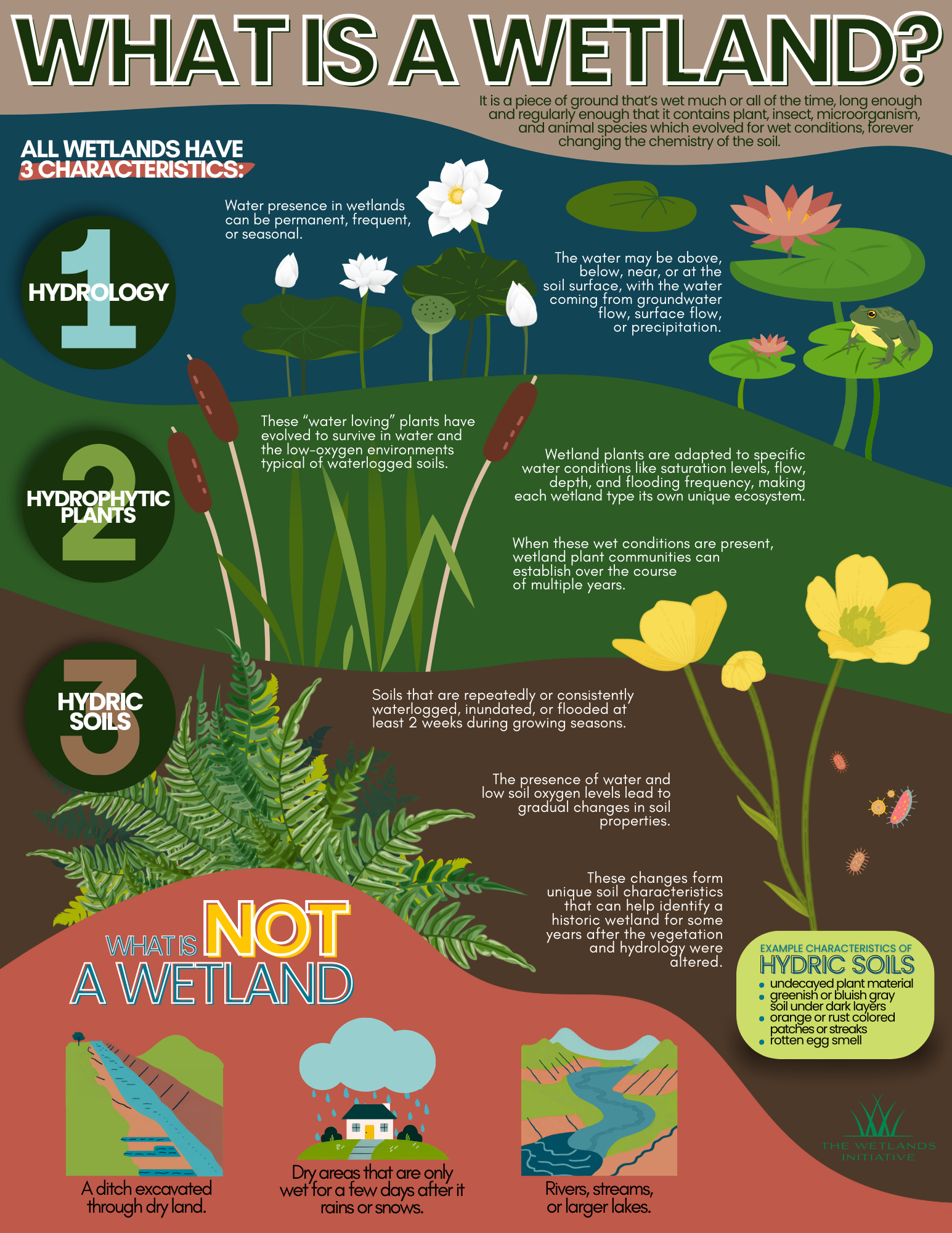 What exactly is wetland soil? Understand its key features and unique properties easily.