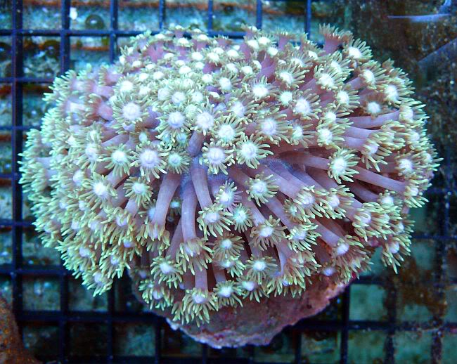 Flowerpot Coral Types: Find the Perfect One for You