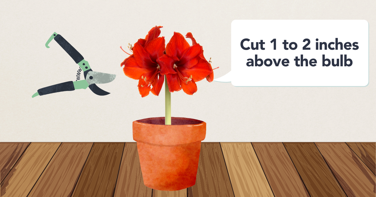 When Pruning Amaryllis: A Quick & Easy Guide