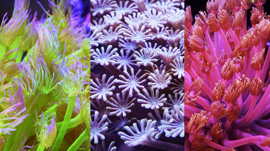 Flowerpot Coral Types: Find the Perfect One for You