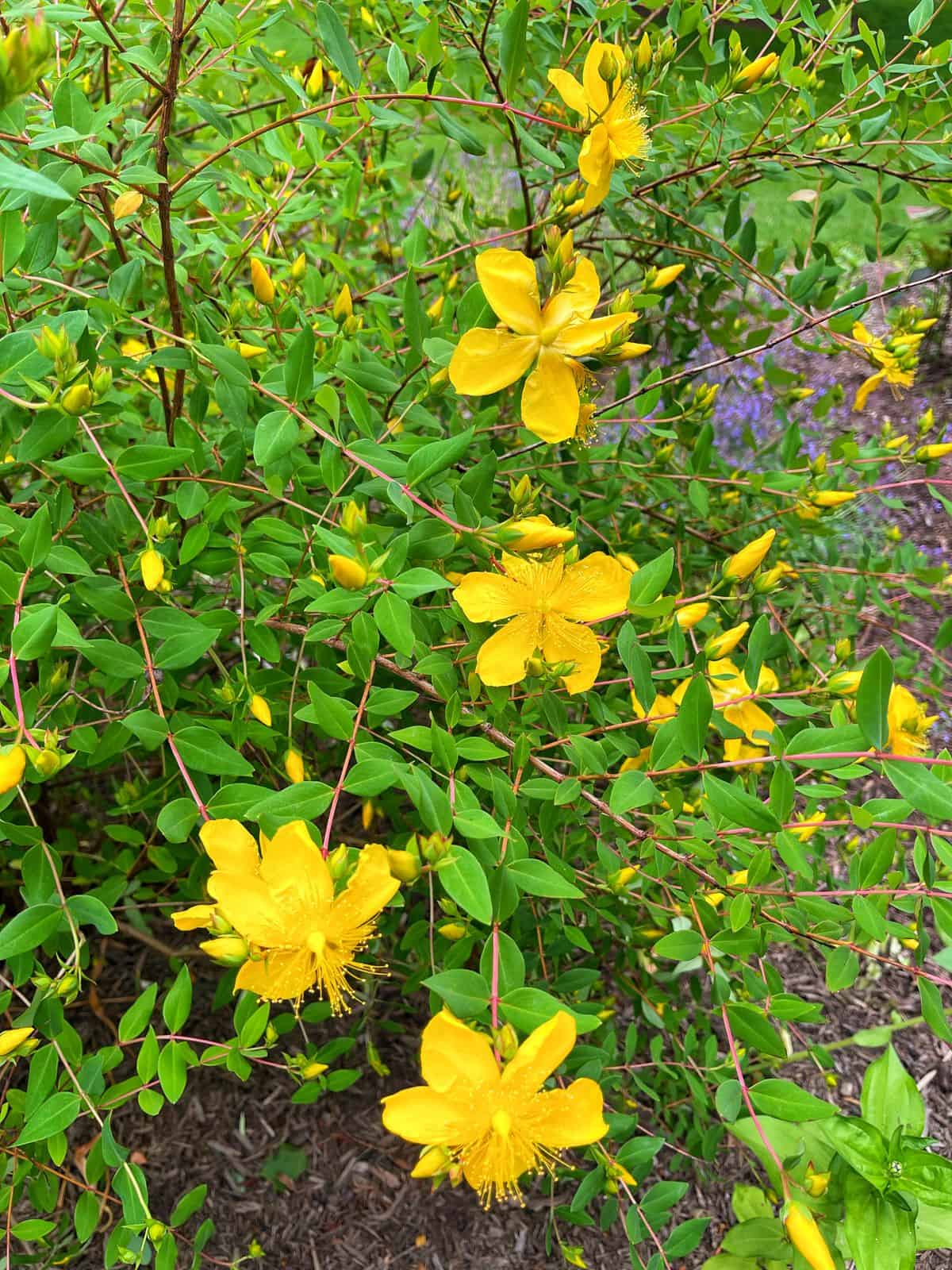 What popular plants with yellow flowers grow fast? Check out these quick bloomers!