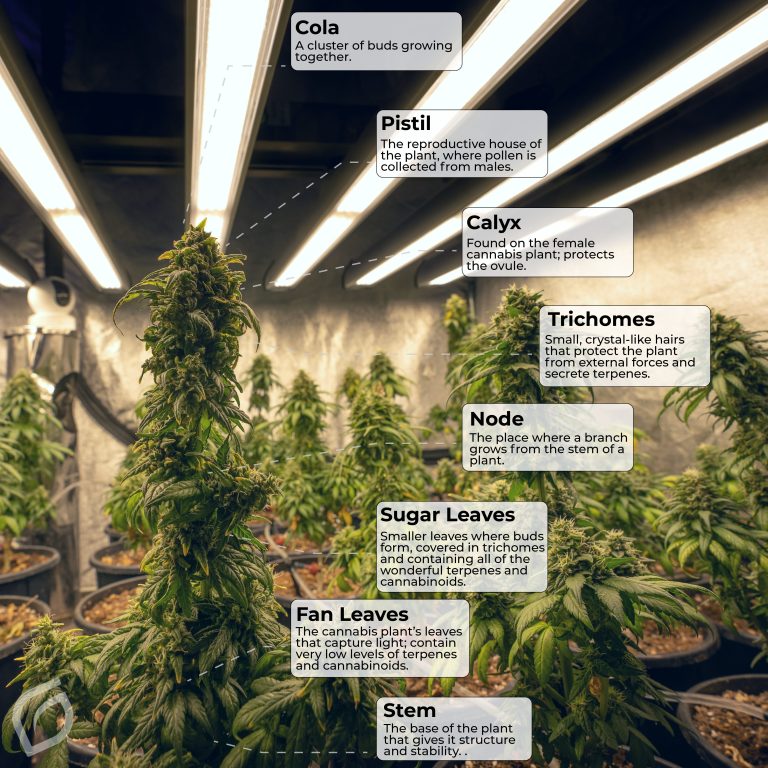 How-to: Pruning Marijuana Plants Outside and Get More Buds