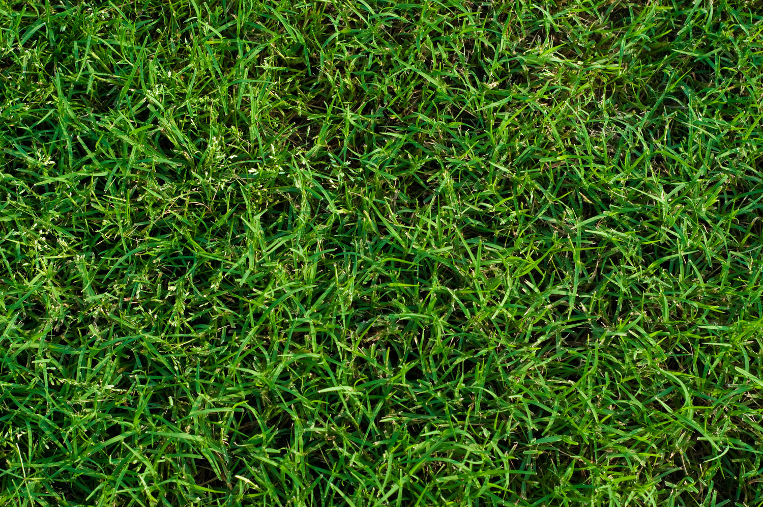 When should you fertilize bermuda grass in georgia (Expert tips for a greener yard)