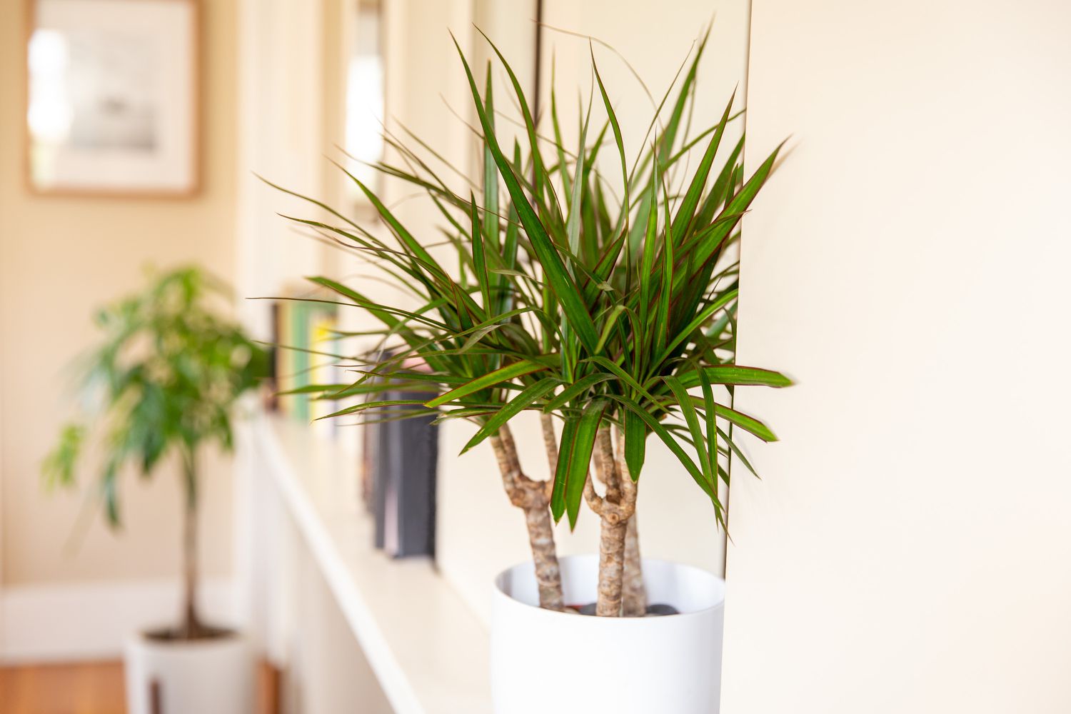 Dracaena Care: Simple Tips for a Healthy Plant
