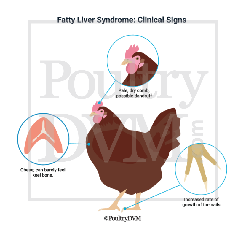 Is fatty liver disease in poultry treatable? Discover the best ways to manage this condition.