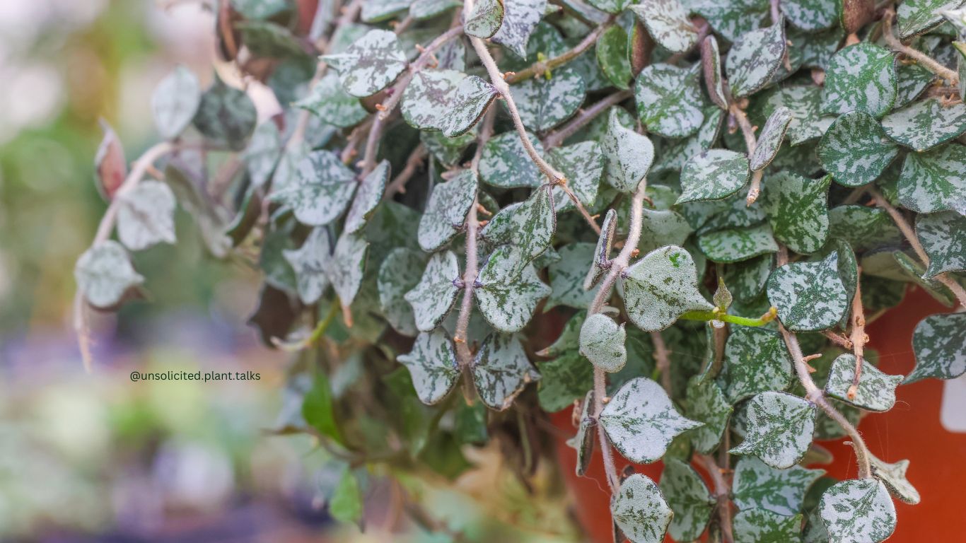 How to care for Hoya Curtisii? Easy hoya curtisii care tips for thriving plants everyone can follow.