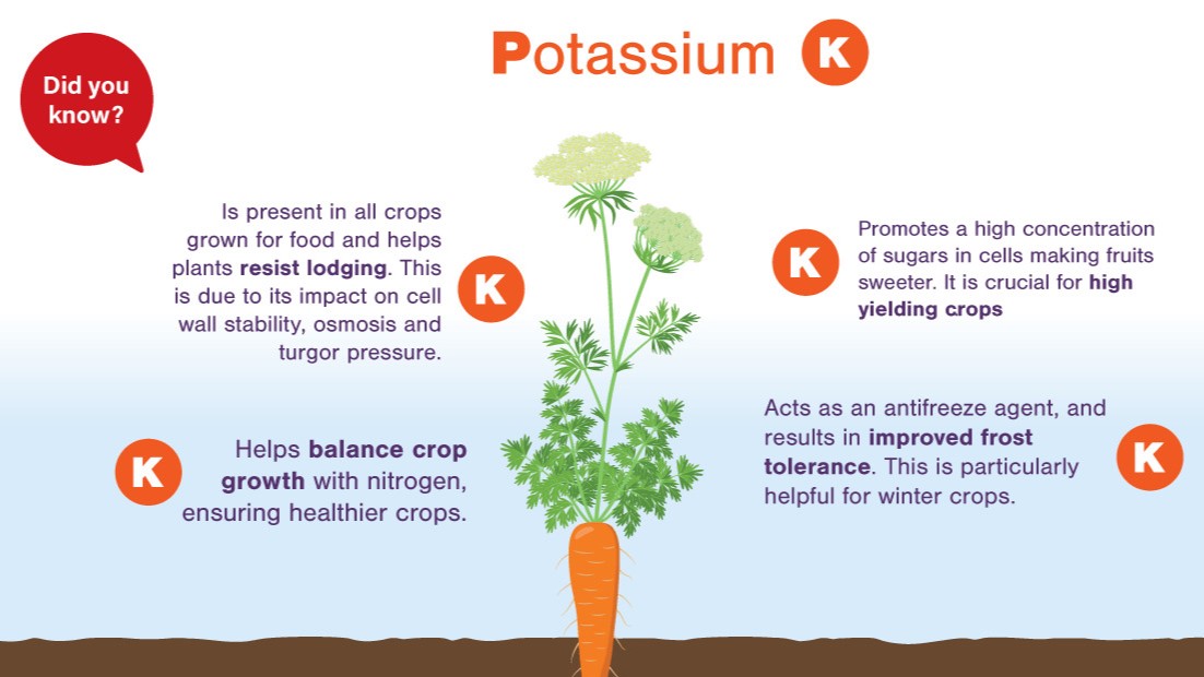 How does flower and fruit fertilizer benefit plants and yield