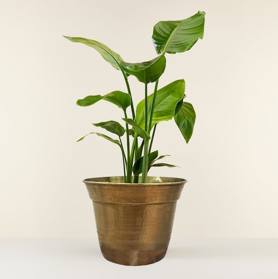 What makes a flowerpot brass special? Explore the durable and elegant qualities of this metal planter.