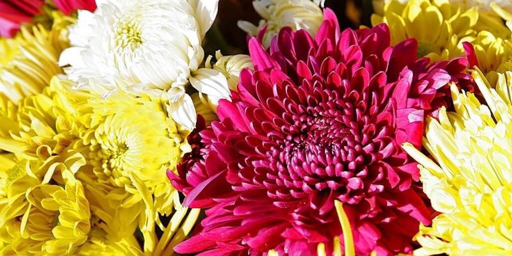 What flowers represent wealth according to Feng Shui? Learn about these powerful plant symbols for abundance.