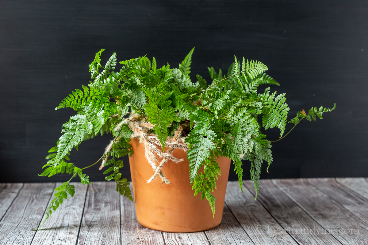 When to Start Rabbit Foot Fern Repotting Season