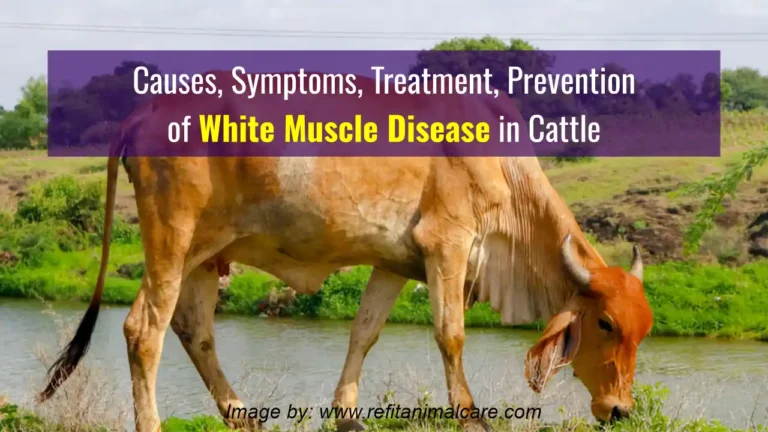 How to Prevent White Muscle Disease in Cattle Simply?