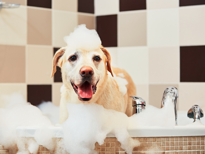 Getting the ideal dog bath temperature: Simple tricks for a much less stressful wash time experience.
