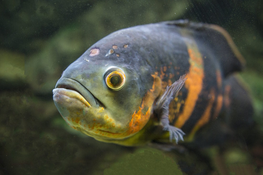 How to start oscar hole in the head disease treatment? Follow these simple steps for your sick fish.