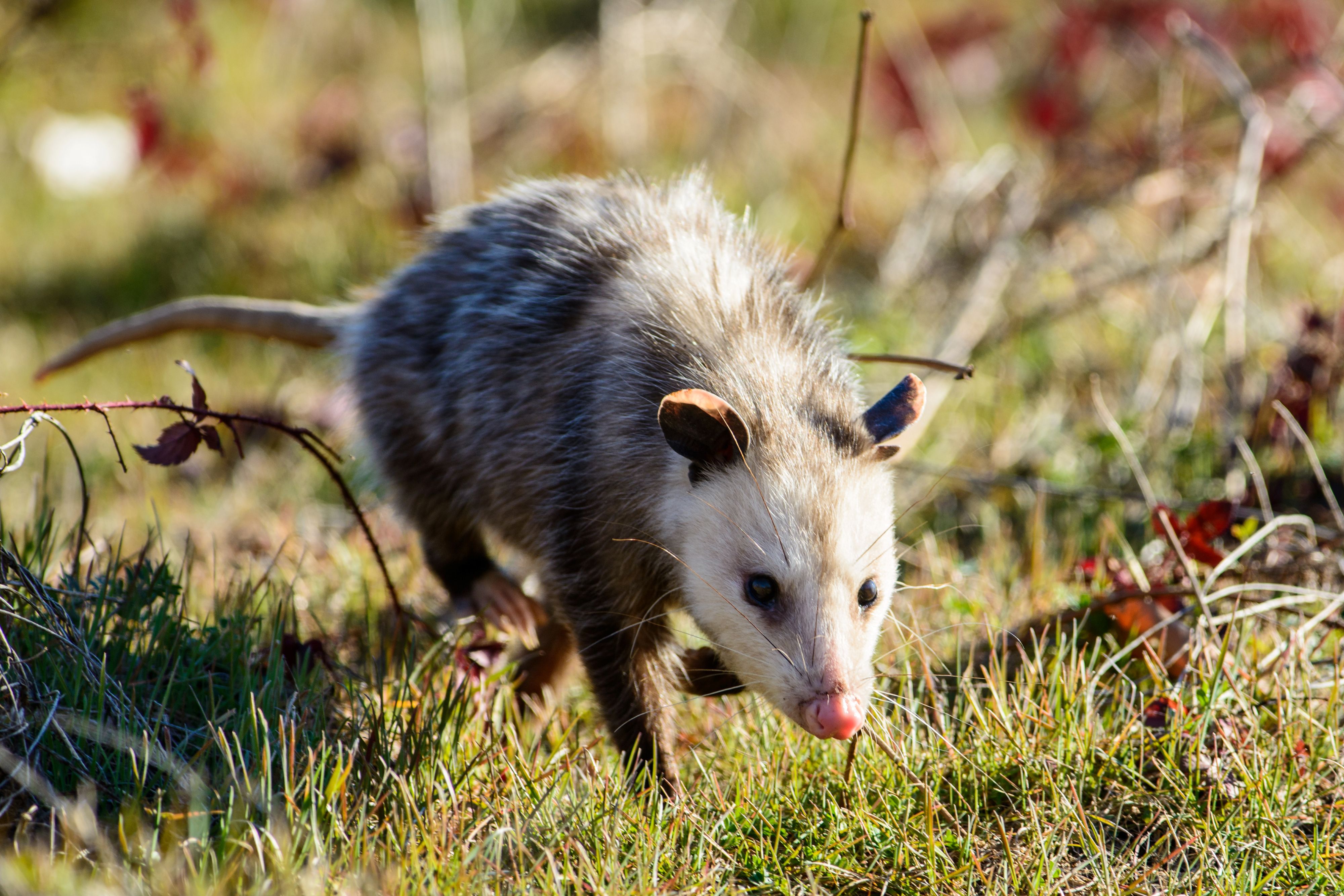 Need to scare a possum off? Here are easy solutions!
