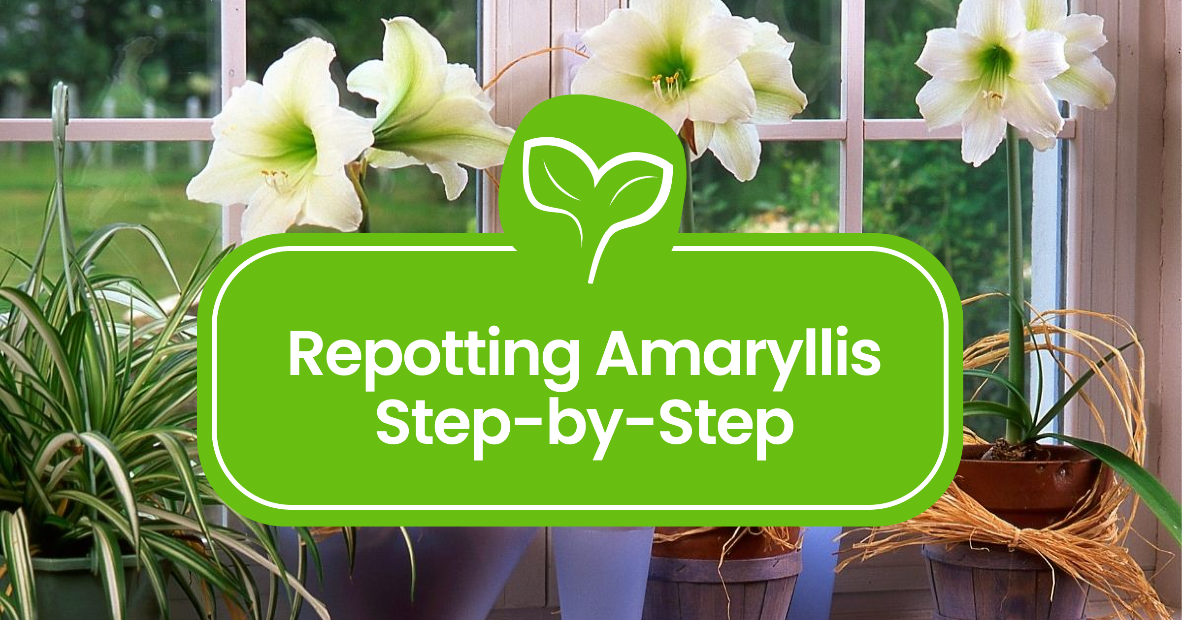 Time to Repot Your Amaryllis: Signs & Easy Instructions