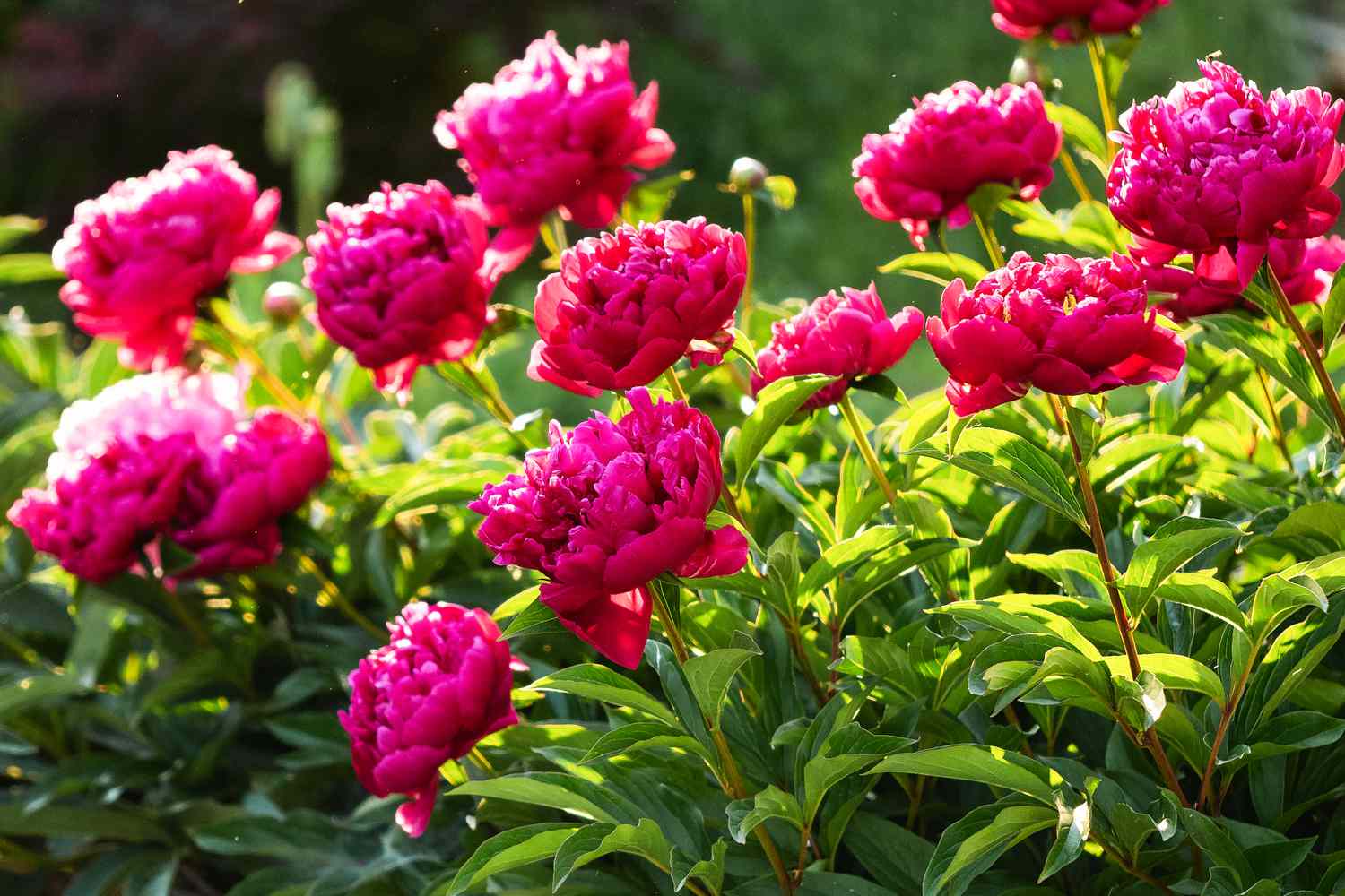 Peonies in Fall: Essential Care Steps for Healthy Plants
