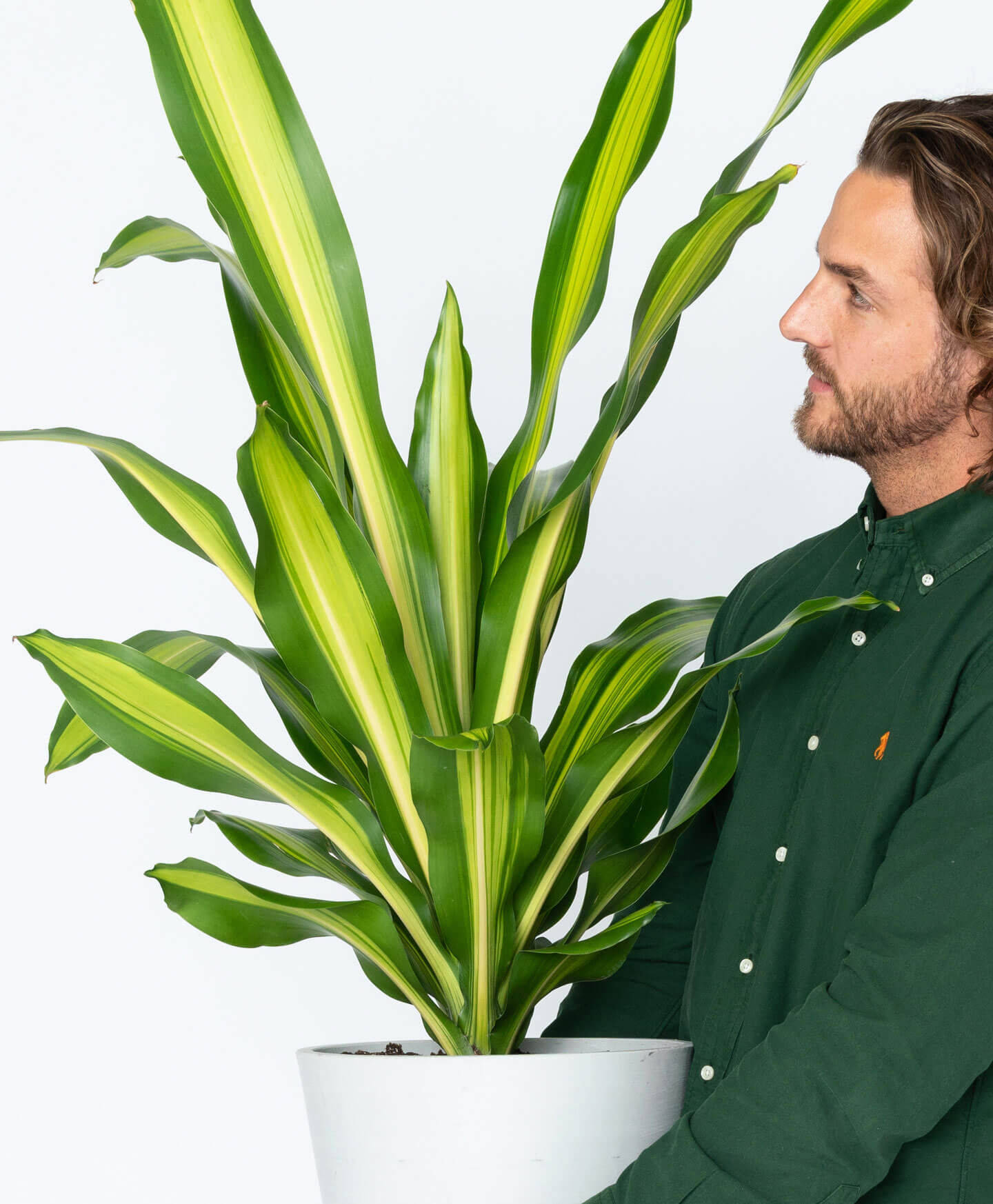 Dracaena Care: Simple Tips for a Healthy Plant