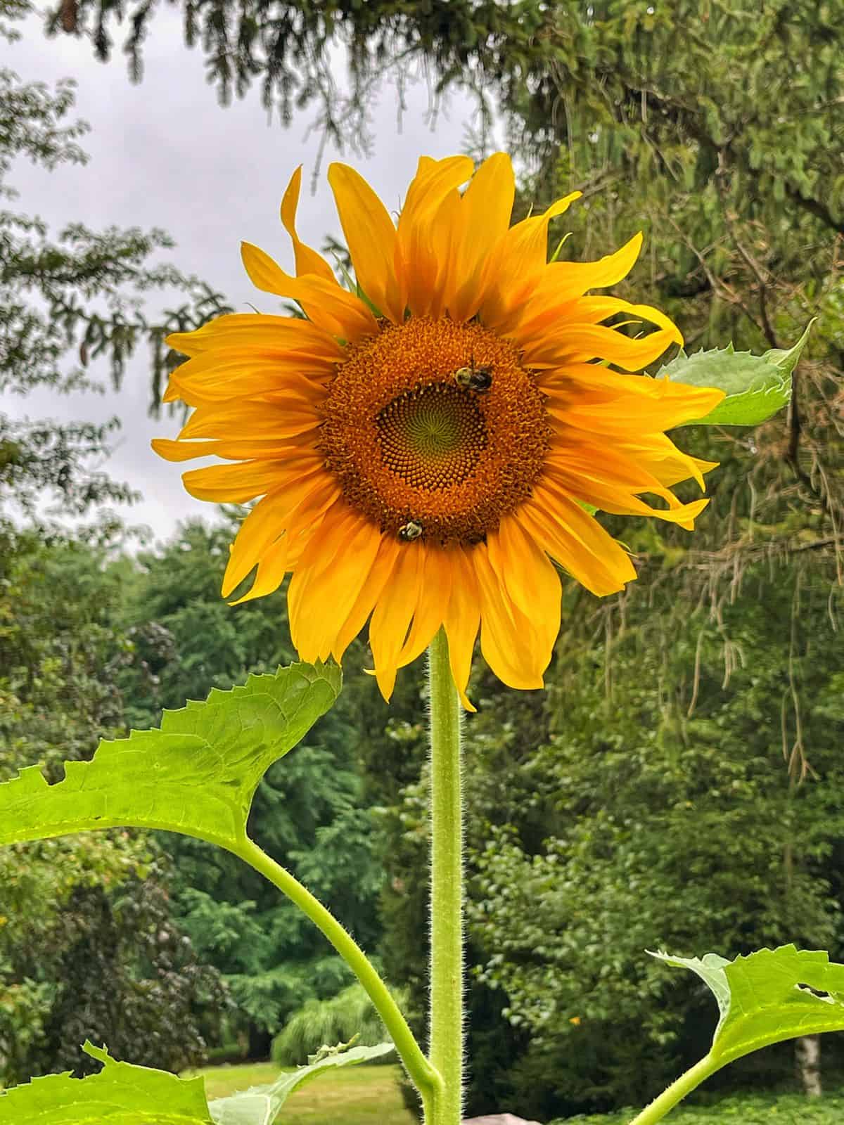 What popular plants with yellow flowers grow fast? Check out these quick bloomers!
