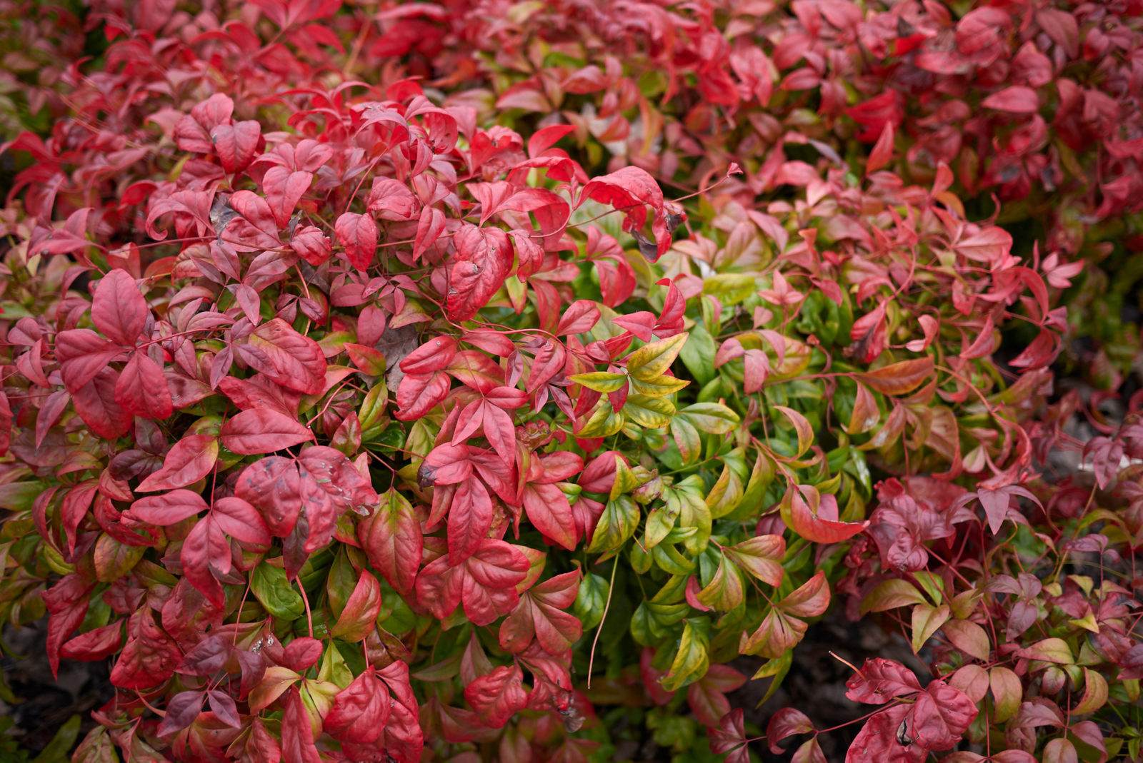 Simple Nandina Shrub Pruning Steps You Should Know!
