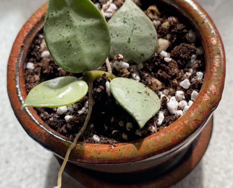 When is the best time for repotting a hoya plant? (Look for these key signs)