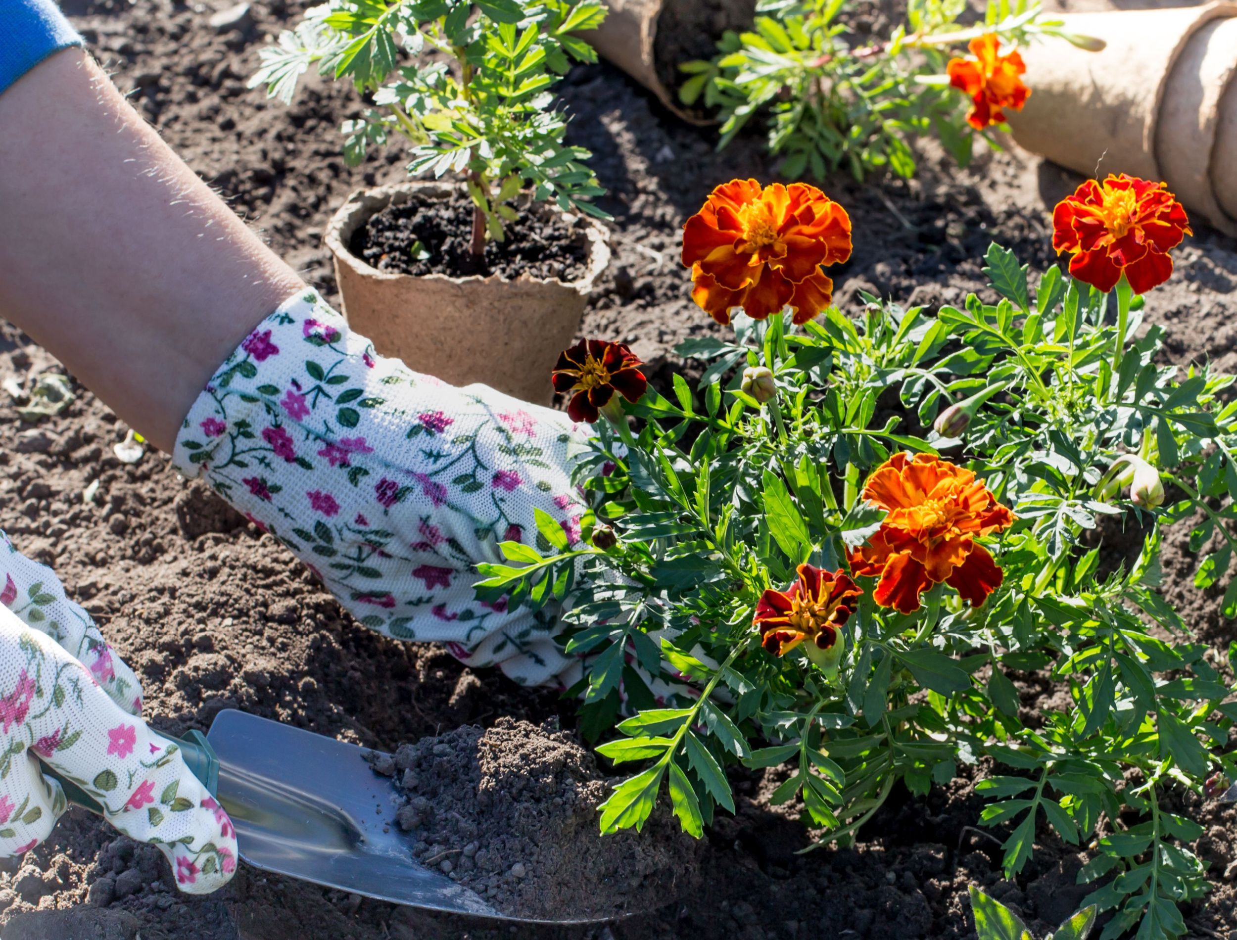 Help! Do My Marigolds Need Fertilizer to Thrive?