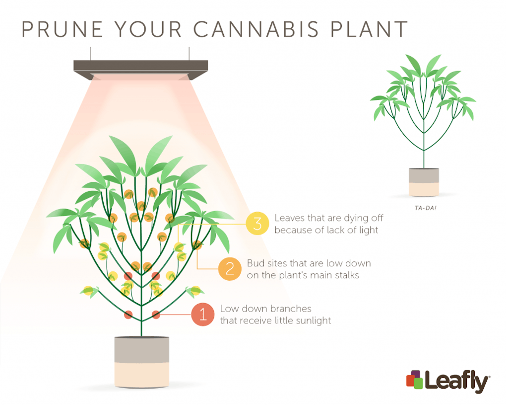 How-to: Pruning Marijuana Plants Outside and Get More Buds