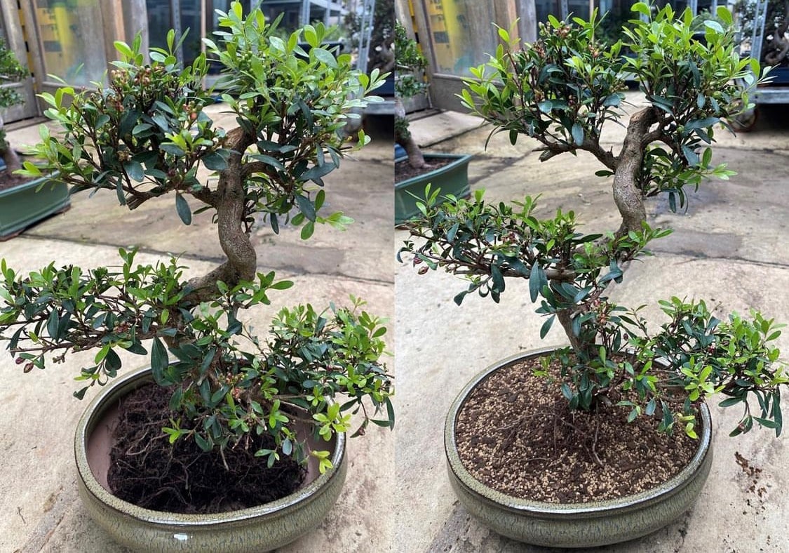 Need help learning how to repot a bonsai tree? This easy guide covers everything you need to know now.