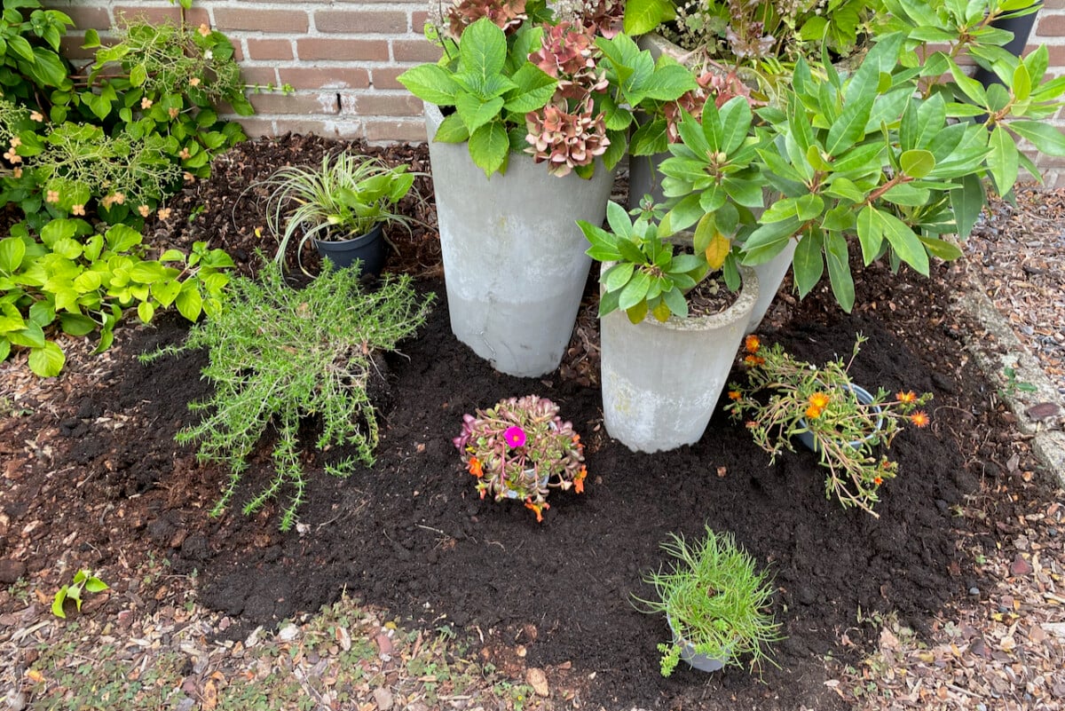 What are the best plants for shallow soil over concrete? Discover hardy choices that thrive easily.