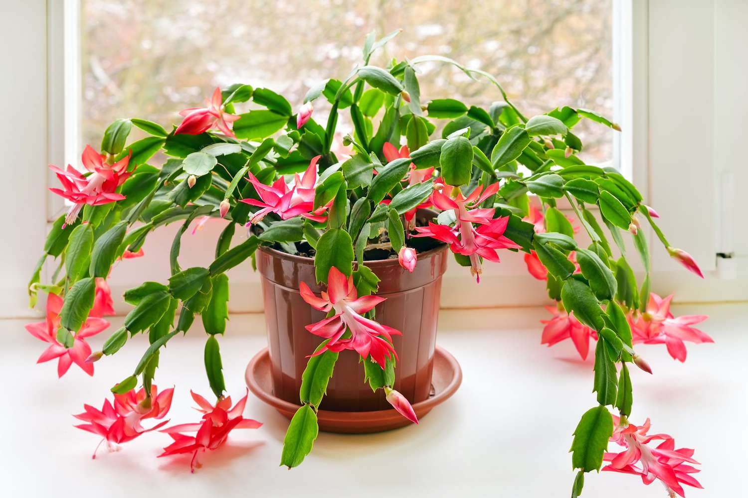 Lighted Christmas Cactus: The best guide for beginners