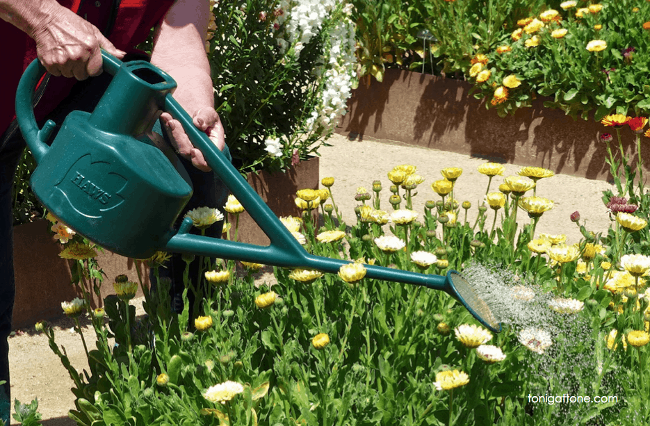 How do I maintain my Haws watering cans? Follow these simple steps for long lasting use and shine.