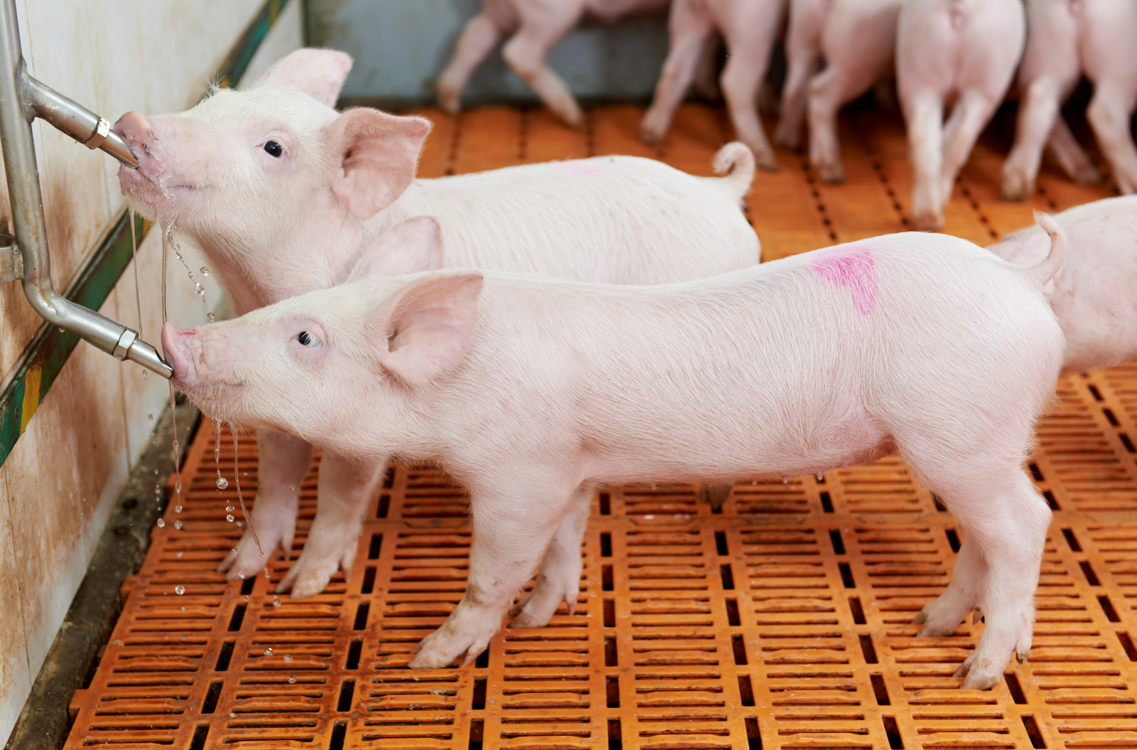 What type of nipple waterer for pigs saves the most water? (Comparing designs for efficiency)